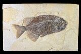 Fossil Fish (Phareodus) - Beautiful Specimen #163420-1